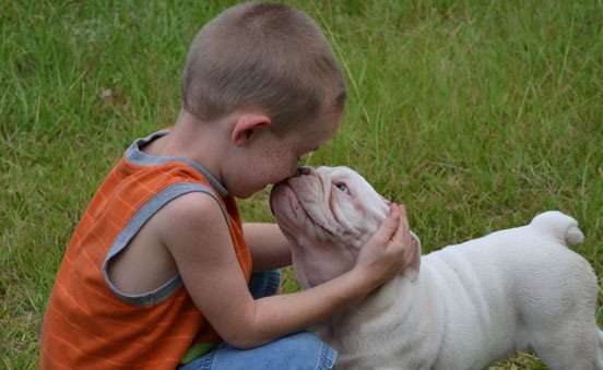 Il bambino e il Bulldog inglese