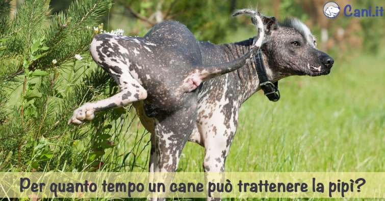 Per quanto tempo un cane può trattenere la pipì?