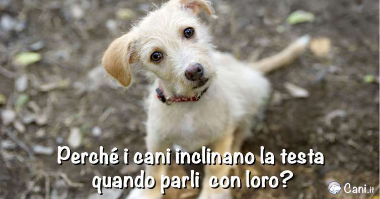 Perché i cani inclinano la testa quando parli con loro?