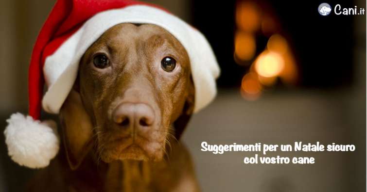 Suggerimenti per un Natale sicuro col vostro cane