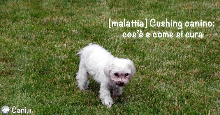 Malattia del cushing canino: cos’è e come si cura