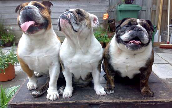 Dermatite nei Bulldog inglesi