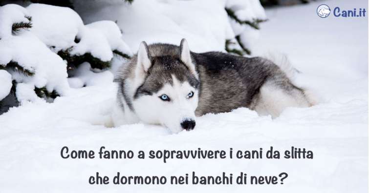 Come sopravvivono i cani da slitta che dormono nei banchi di neve?