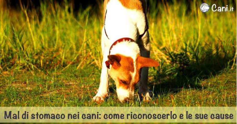 Mal di stomaco nei cani: come riconoscerlo e le sue cause