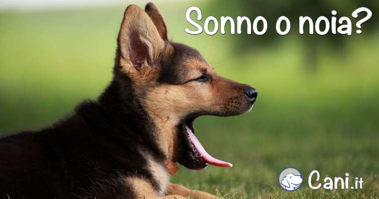 Se i cani fanno uno sbadiglio, hanno sonno o sono annoiati?