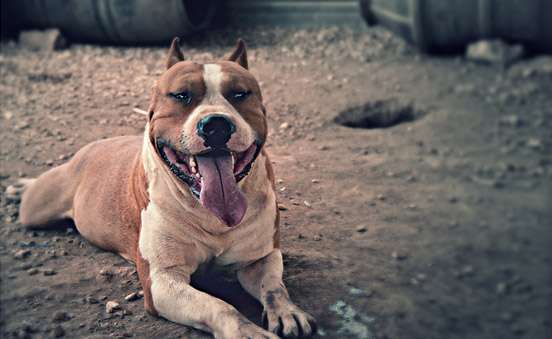 Non lasciatevi ingannare dall’aspetto dell’Amstaff