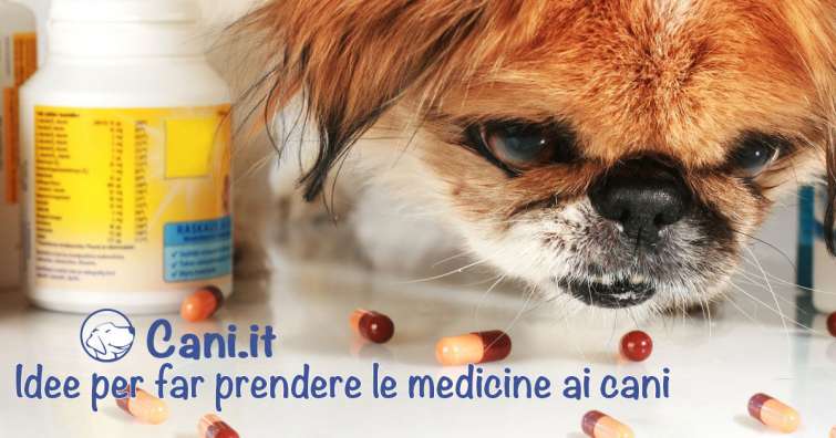 Idee per far prendere le medicine ai cani