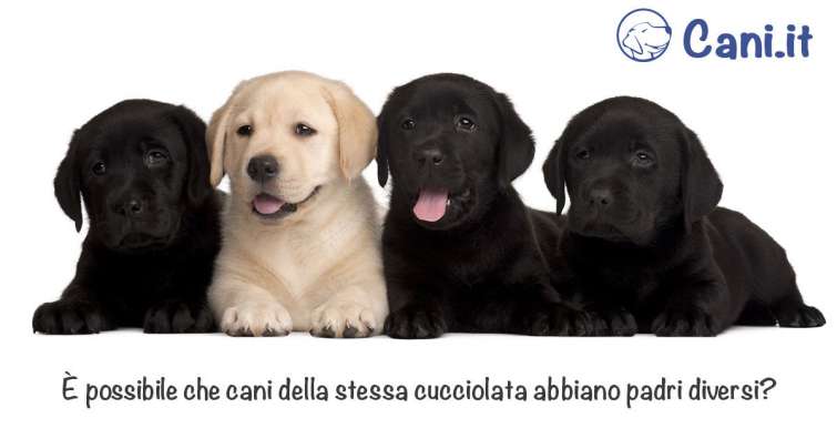 È possibile che cani della stessa cucciolata abbiano padri diversi?