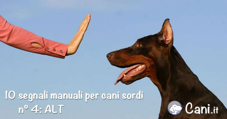 10 segnali manuali per cani sordi
