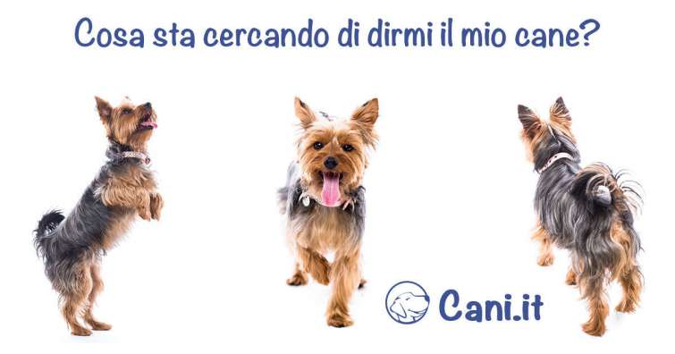 Cosa sta cercando di dirmi il mio cane?