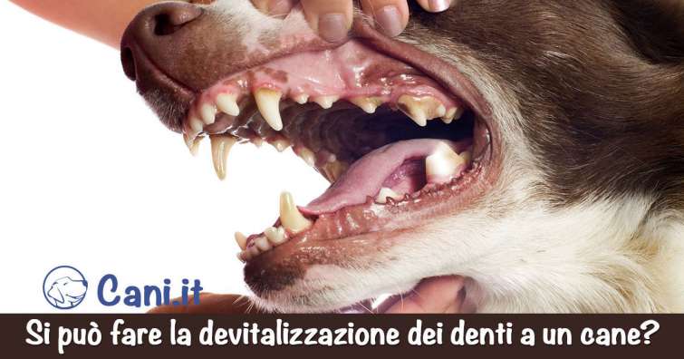 Si può fare la devitalizzazione dei denti a un cane?