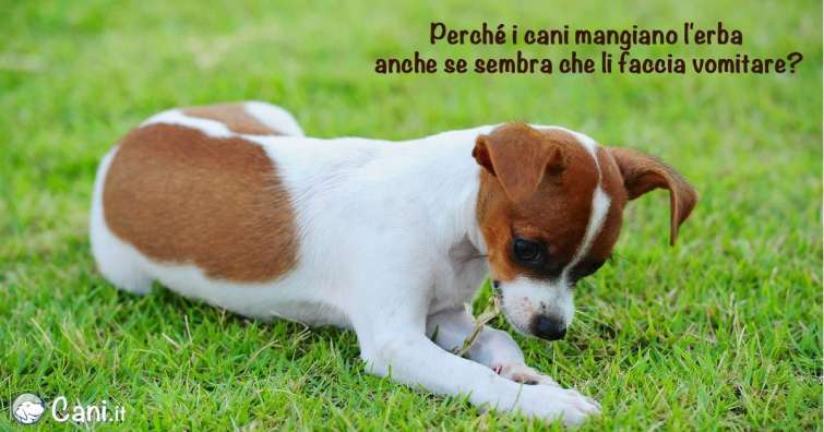 Perché i cani mangiano l\'erba?