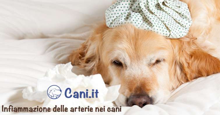 Infiammazione delle arterie nei cani