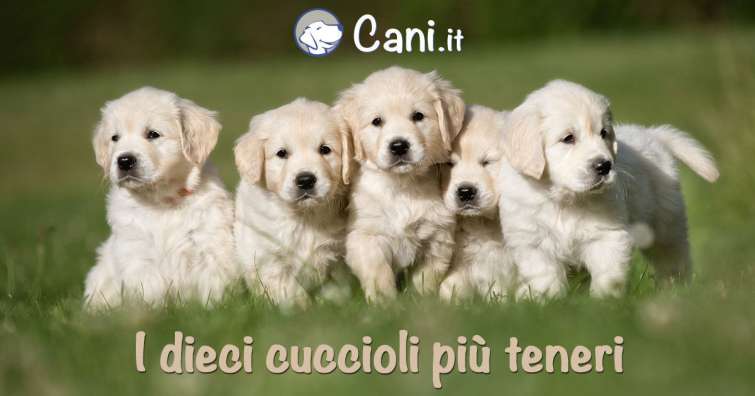 10 Cuccioli Più Teneri Al Mondo