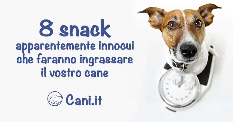 8 snack apparentemente innocui che faranno ingrassare il vostro cane