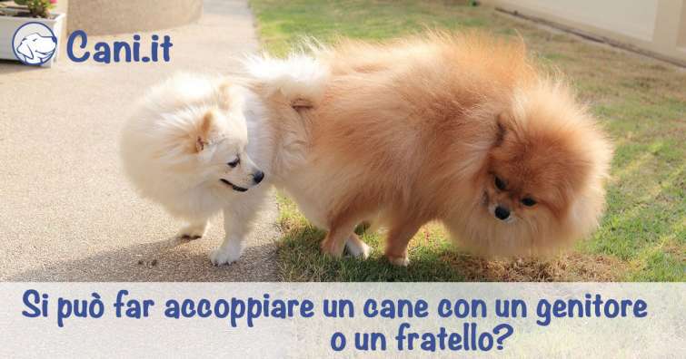 Si può far accoppiare un cane con un genitore o un fratello?