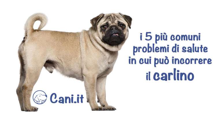 I 5 più comuni problemi di salute in cui può incorrere il carlino