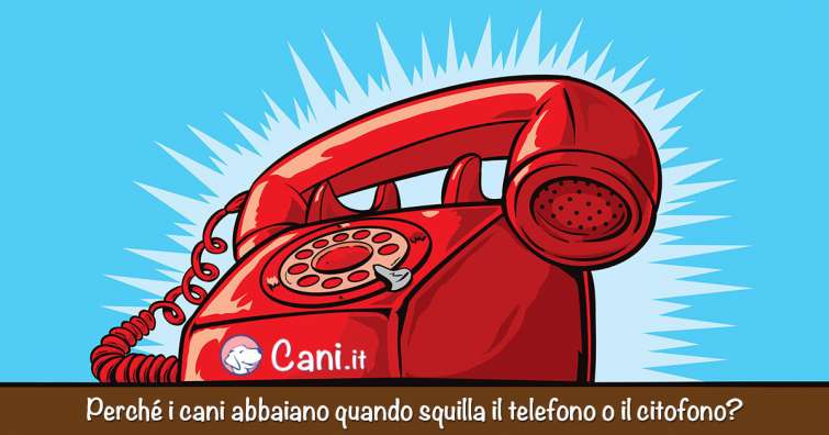 Perché i cani abbaiano quando squilla il telefono o il citofono?