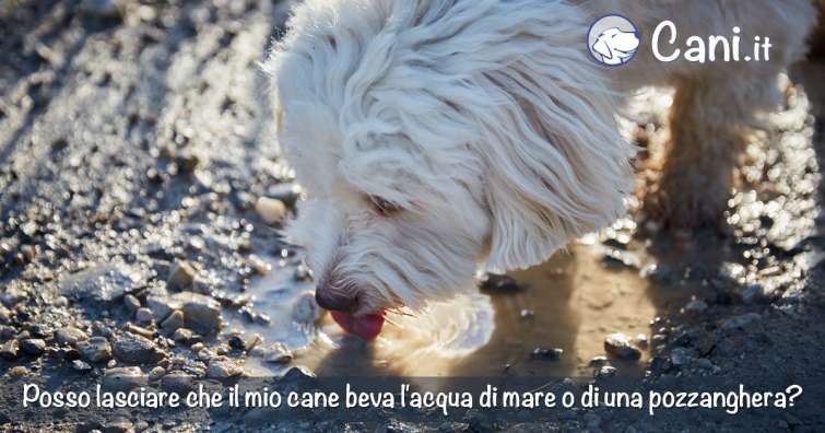 Posso lasciare che il mio cane beva l\'acqua di mare o di una pozzanghera?