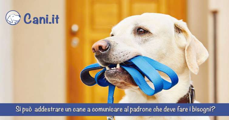 Si può addestrare un cane a comunicare al padrone che deve fare i bisogni?