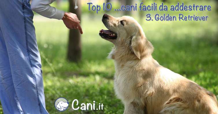 Top 10 cani facili da addestrare