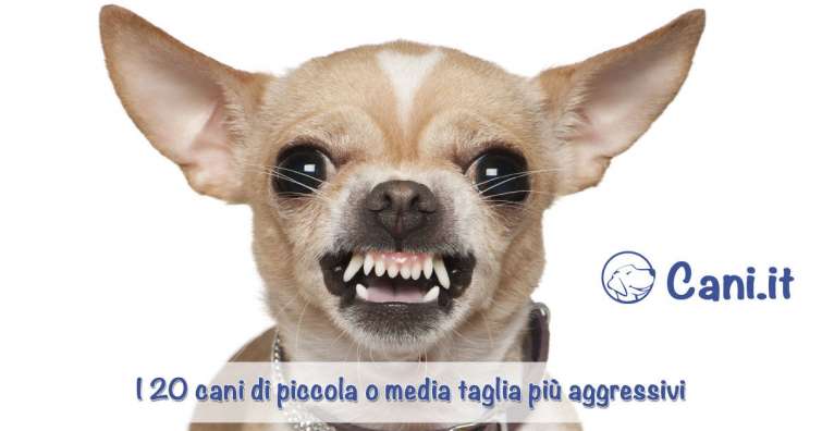 Cani Di Piccola O Media lia Piu Aggressivi