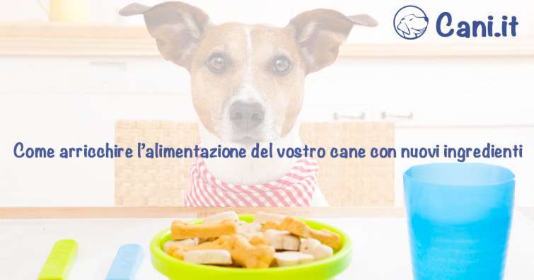 Come arricchire l’alimentazione del vostro cane con nuovi ingredienti