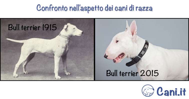 Confronto nell\'aspetto dei cani di razza nel 1915 e nel 2015