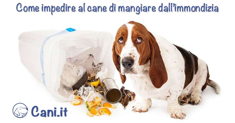 Come impedire al cane di mangiare dall’immondizia quando sei fuori casa