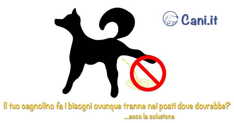 Il tuo cagnolino fa i bisogni ovunque tranne nei posti dove dovrebbe? Ecco la soluzione