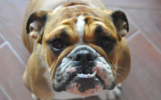 Come capire se il tuo Bulldog è malato