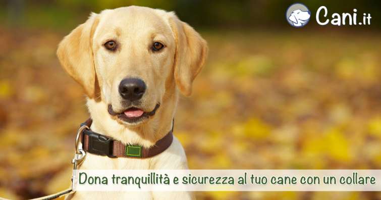 Dona tranquillità e sicurezza al tuo cane con un collare