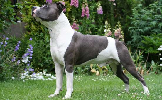 Amstaff: Caratteristiche fisiche