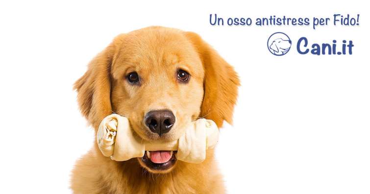 Un osso antistress per Fido!