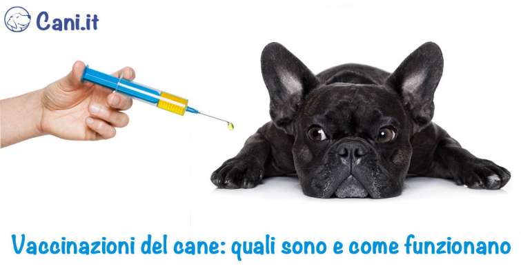 Vaccinazioni del cane: quali sono e come funzionano