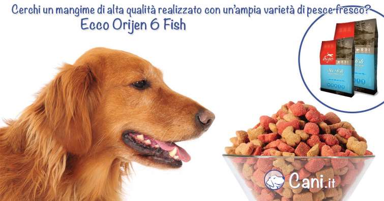 Orijen 6 Fish per cani un ottimo alimento a base di pesce