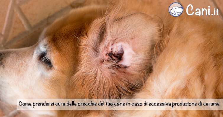 Come prendersi cura delle orecchie del tuo cane in caso di eccessiva produzione di cerume