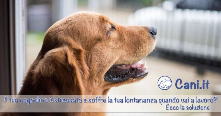 Come risolvere facilmente L\'Ansia da Separazione Del Cane