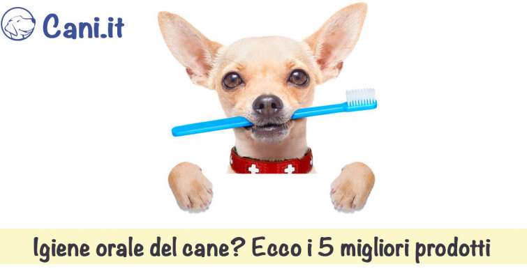 Igiene orale del cane? Ecco i 5 migliori prodotti