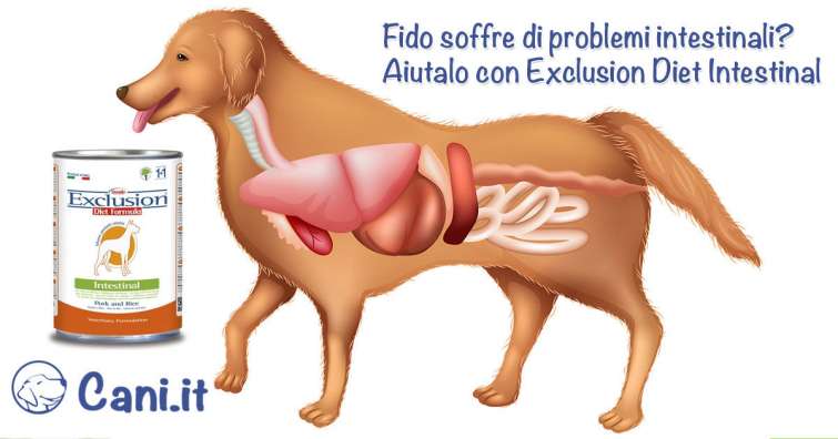 Fido soffre di problemi intestinali?