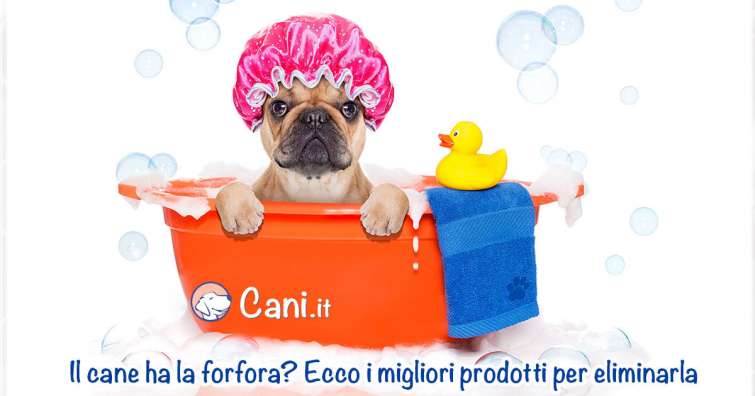 Il cane ha la forfora? Ecco i migliori prodotti per eliminarla