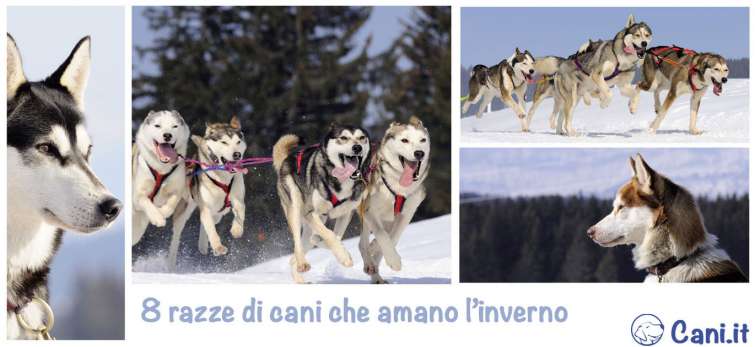 8 razze di cani che amano l’inverno