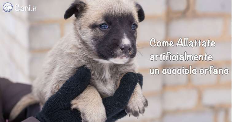 Come allattare artificialmente un cucciolo