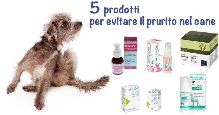 5 prodotti per evitare il prurito nel cane