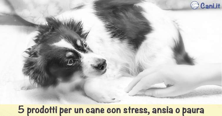 5 prodotti per un cane con stress, ansia o paura