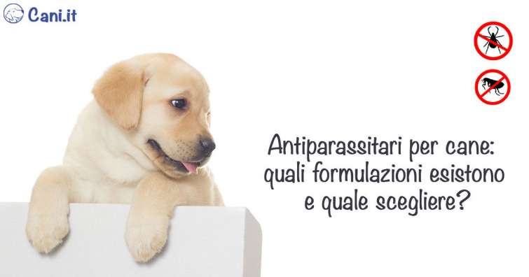 Antiparassitari per cane: quali formulazioni esistono e quale scegliere?