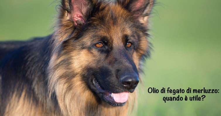 Olio di fegato di merluzzo nel cane: quando è utile?