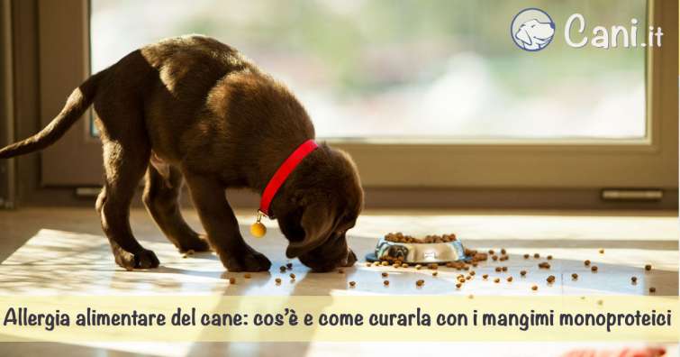 Allergia alimentare del cane: cos’è e come curarla con i mangimi monoproteici