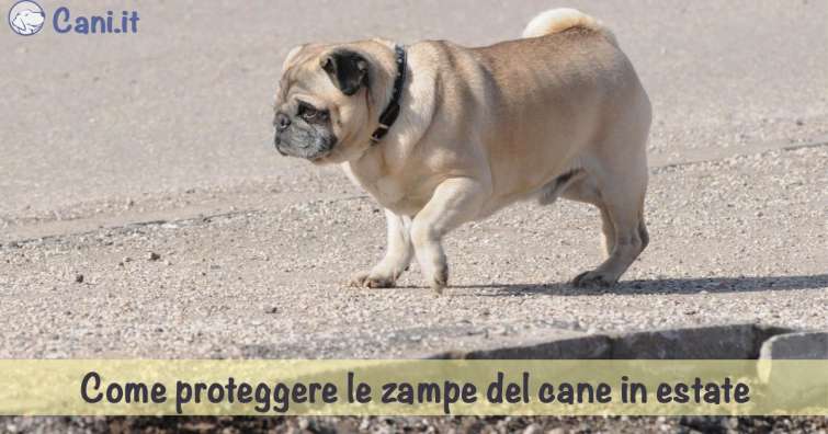 Come proteggere le zampe del cane in estate