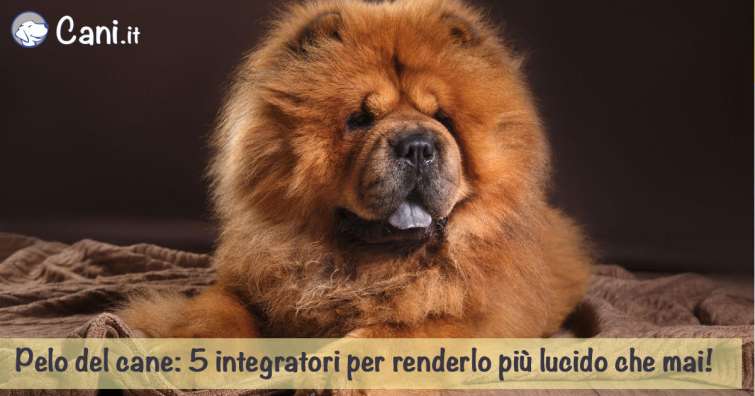 Pelo del cane: 5 Consigli e integratori per renderlo più lucido che mai!